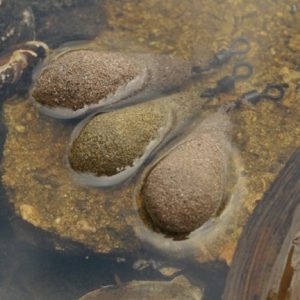 Korda Textured Square Swivel